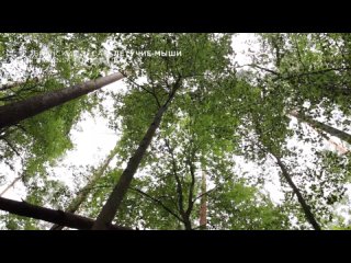 Летучие мыши брянских лесов | В фокусе