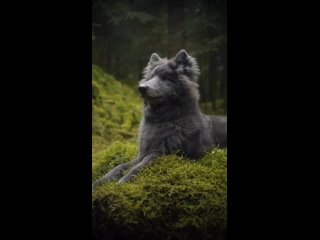 Редкая голубая, волчья собака