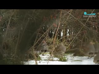 Численность серых куропаток в Ленобласти увеличилась в четыре раза
