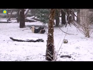Панды рады снегу