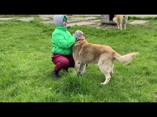 Ищет дом: старичок Доби🤍