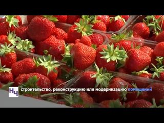 Астраханские фермеры могут получить гранты на развитие малых форм хозяйствования