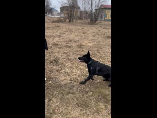 Video by Дрессировка | Амуниция для собак (Архангельск)