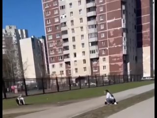 На видео вы видите их резвящихся в Питере и в одном из московских парков.