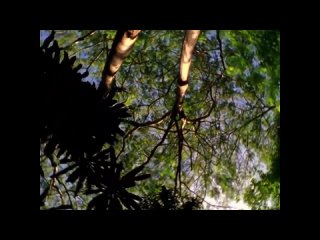 Ягуар ест лиану аяваска. Уникальные кадры из фильма BBC