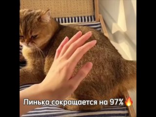 Tail_Паровая_щетка_р..._собак.mp4