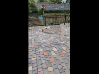Видео от Передержка собак (зоогостиница) в Севастополе