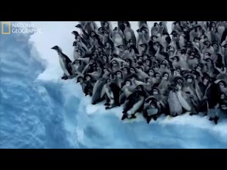🐧20 метров нипочем: прыжки пингвинов-экстремалов 

Редкое явление попало на видео — в Западной Антарктиде пингвины поочередно пр