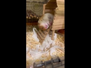 Доброе воскресное утро, Новобисирск 😴 (видео)