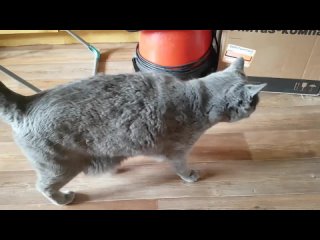 240429 Кот метис Филя 7 лет смесь русская голубая британская кошка кастрирован ласковый кошак котяра