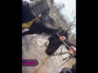 Правоохранители вытащили замерзшую лошадь из воды на подтопленных территориях Оренбурга
