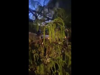 Дерево упало от сильного ветра на улице Подгорной в Сочи