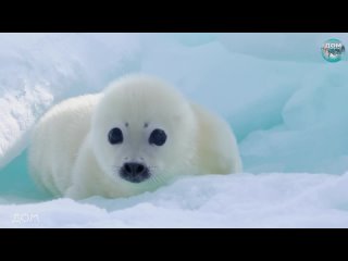 Такой маленький и милый детеныш тюленя. На эти глазки можно очень долго любоваться.