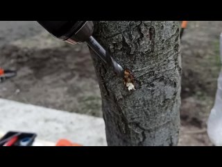 Прививка Дерева с помощью дрели __ Grafting a tree with a drill