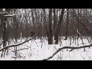 [ВЫЖИВАЛОВО] Зимний поход в лес, советы по выживанию зимой, рассказ историй из жизни