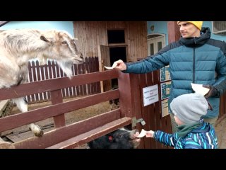 Зоопарк: Свинья, коза & Денис с папой