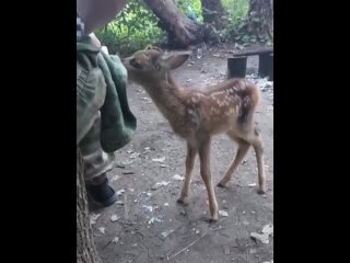 Олененок прибился к бойцам СВО