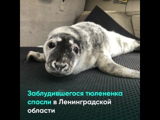 Заблудившегося тюлененка спасли в Ленинградской области