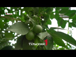 В Туле научились выращивать кофе и инжир