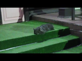 Серый котик пристроился в нашем храме
