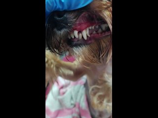 Видео от Стрижка собак  в Копейске, сушёные лакомства Гры