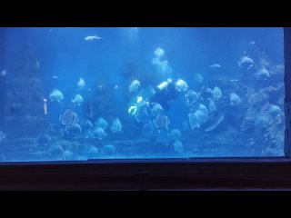 Океанариум Хургада (большой аквариум)