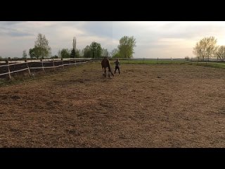 Видео от Частная конюшня Пегая Лошадь