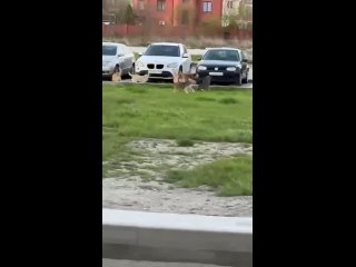 Cвора бездомных псов пугает детей в Новороссийске