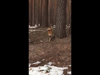 СКАЙ красавец какой‼️Погулял в лесочке👍🏻 и искупался в 💩😂😂😂