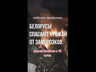 Белорусы показали, как спасали огород от заморозков.