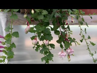 Video od Питомник растений Ботаника НОВОСИБИРСК