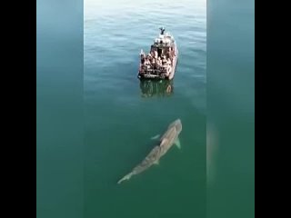 Встреча с акулой у корабля: большая и быстрая