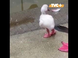 Малыш фламинго учится стоять на одной ноге