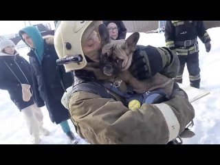 Омские пожарные спасли из огня пса ПерсикаВ деревне Верхний Карбуш Омской области 14 марта случился пожар.