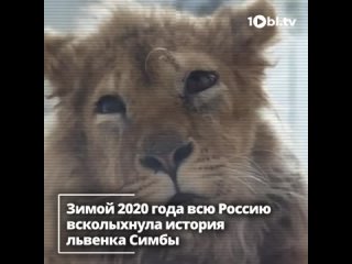 История льва Симбы. 2020 год
