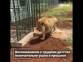 Зимой 2020 года Челябинск и всю Россию всколыхнул не только коронавирус, но и история львенка, родившегося в подпольном питомник