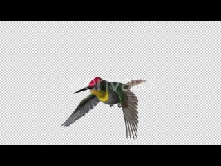 hummingbird-ruby-topaz-flying-loop-side-angle-closeup-alpha-channel