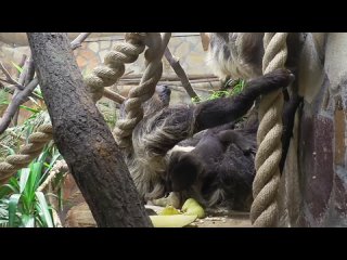 Маленький ленивец родился в Ленинградском зоопарке