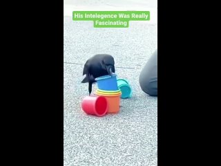 Man-Rescues-A-Drowning-Crow-The-Crow-Bonds-With-And-Feeds-The-Other-pets-1713045773332.mp4