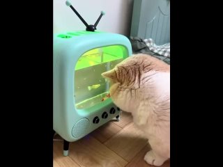 Телевизор для котика