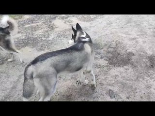 Video by Пристрой домашних/бездомных животных Ковылкино