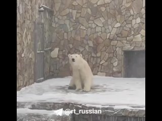 Белая медведица Хаарчаана из Ленинградского зоопарка радуется внезапному апрельскому снегу