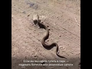 Жителям Ленобласти рассказали, что делать при укусе змеи