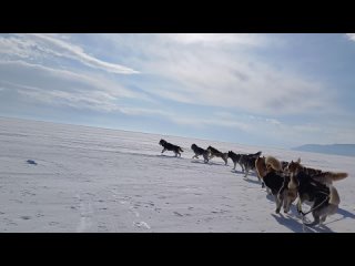 Байкал. Листвянка. Ездим на собачьих упряжках