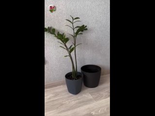 Видео от Комнатные цветы и растения
