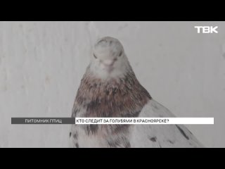 Кто разводит голубей в Красноярске?