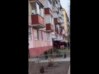 В белорусском Гомеле пьяный мужчина решил подарить двухлетнему сыну… коня