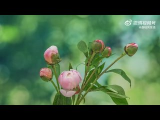 Таймлапс цветения пионов в Чэнду