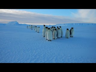 Императорские пингвины на льду рядом с полярной станцией Мирный