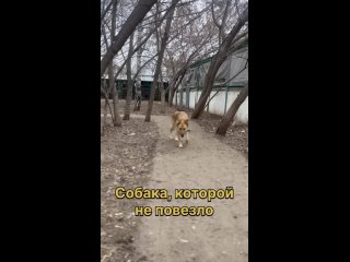 🌸🔠🔠🔠🔠🔠

Молодая девчушка с золотистой шубкой и светлыми глазками 🥹

Каждый день она выходит из своей клетки, виляет хвостиком и